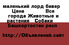 маленький лорд бивер › Цена ­ 10 000 - Все города Животные и растения » Собаки   . Башкортостан респ.